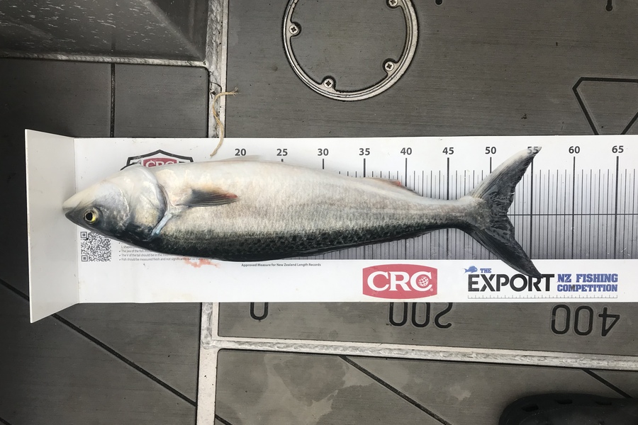David Monagan caught this 52.0cm Kahawai at Pourerere  during The Export NZ Fishing Competition