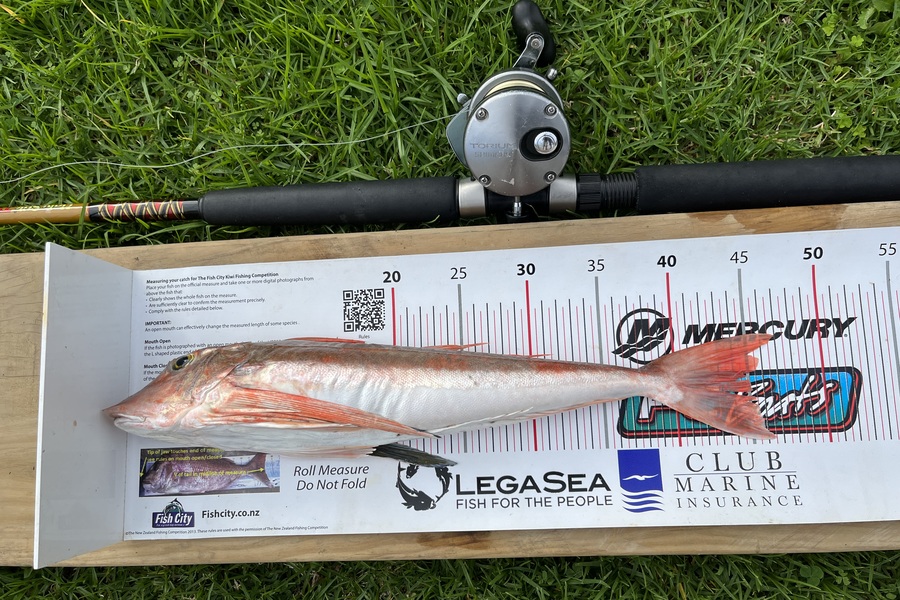 Ross Kearvell caught this 44.5cm Gurnard at Firth of Thames during The Export NZ Fishing Competition