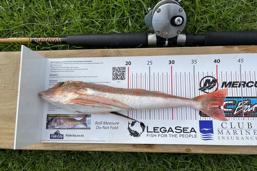 Diane Kearvell caught this 40.5cm Gurnard at Firth of Thames during The Export NZ Fishing Competition