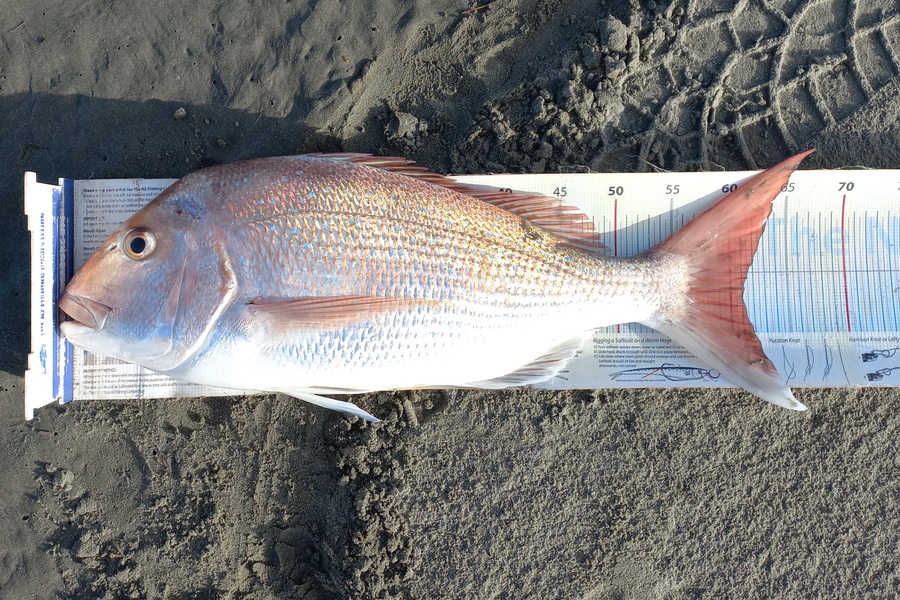 Clayton Hancock caught this 61.0cm Snapper at manawatu coast during The Export NZ Fishing Competition