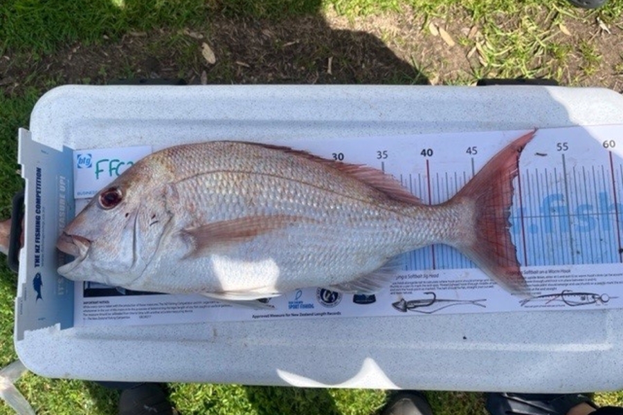 Logan McKenzie caught this 48.5cm Snapper at Motutapu Island during The Export NZ Fishing Competition