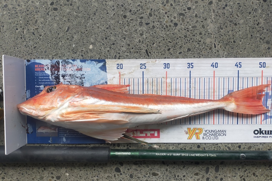 Laurence Knighton caught this 49.5cm Gurnard at Nape Nape  during The Export NZ Fishing Competition