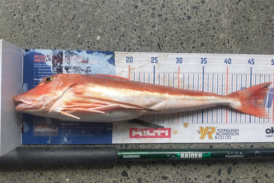 Laurence Knighton caught this 48.0cm Gurnard at Nape Nape  during The Export NZ Fishing Competition