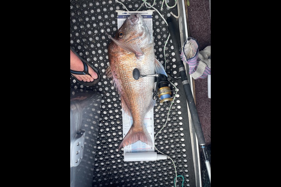 Brent Wall caught this 74.0cm Snapper at Far North during The Export NZ Fishing Competition