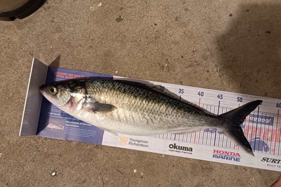 Chris La Franchie caught this 50.5cm Kahawai at Taranaki during The Export NZ Fishing Competition