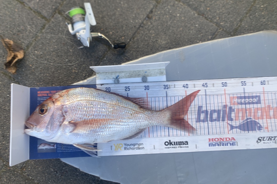 Graeme Duncan caught this 39.0cm Snapper at Bop during The Export NZ Fishing Competition