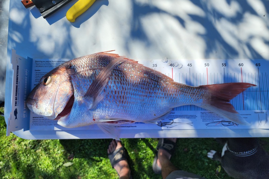 Dan Hunia caught this 56.0cm Snapper at Whanganui during The Export NZ Fishing Competition
