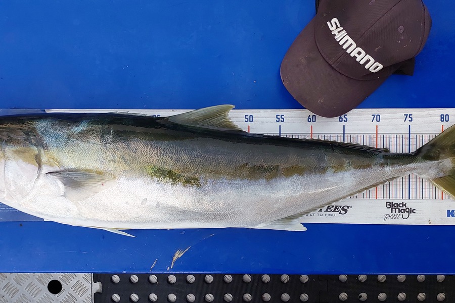 Sarah Jolliffe caught this 83.0cm Kingfish at Hauraki Gulf  during The Export NZ Fishing Competition