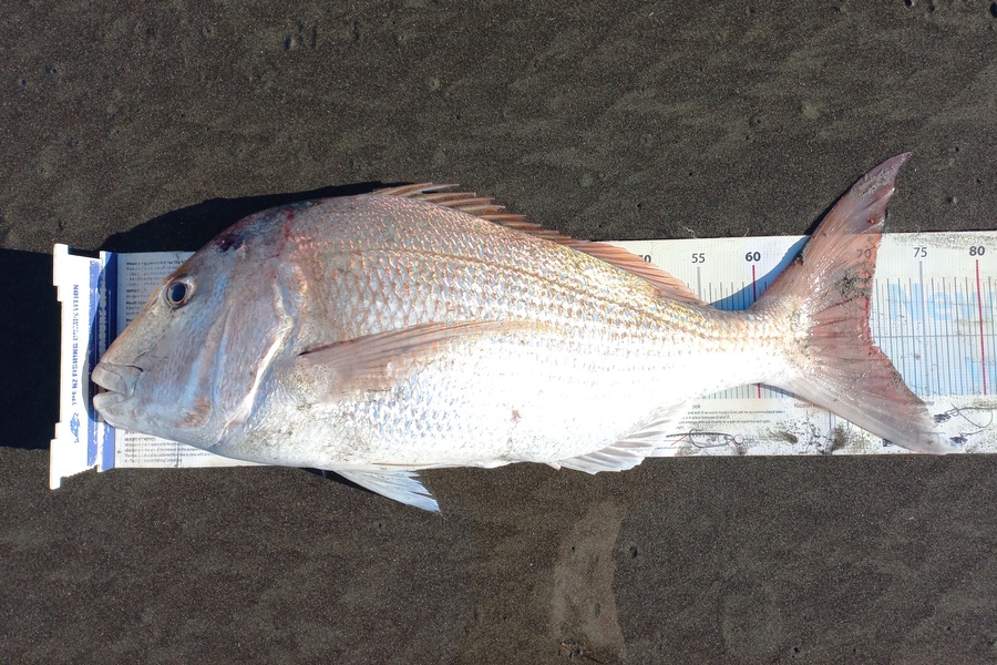Clayton Hancock caught this 70.0cm Snapper at manawatu coast during The Export NZ Fishing Competition