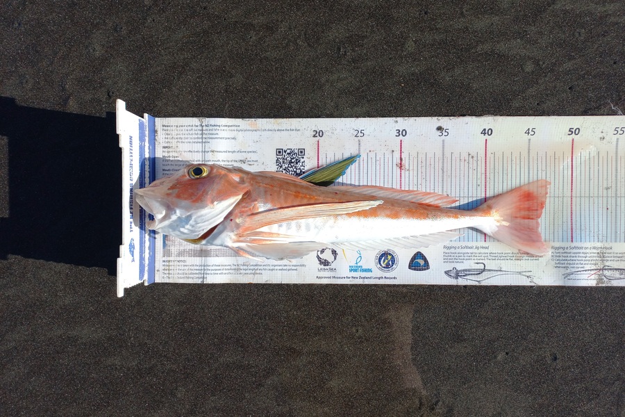 Clayton Hancock caught this 46.0cm Gurnard at manawatu coast during The Export NZ Fishing Competition