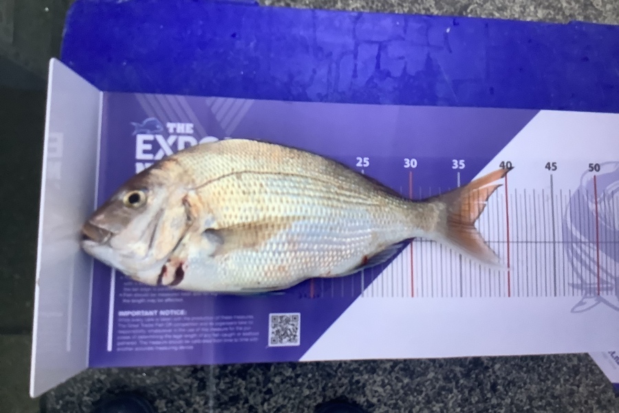 John & Michelle Robinson caught this 36.5cm Snapper at Harbour during The Export NZ Fishing Competition