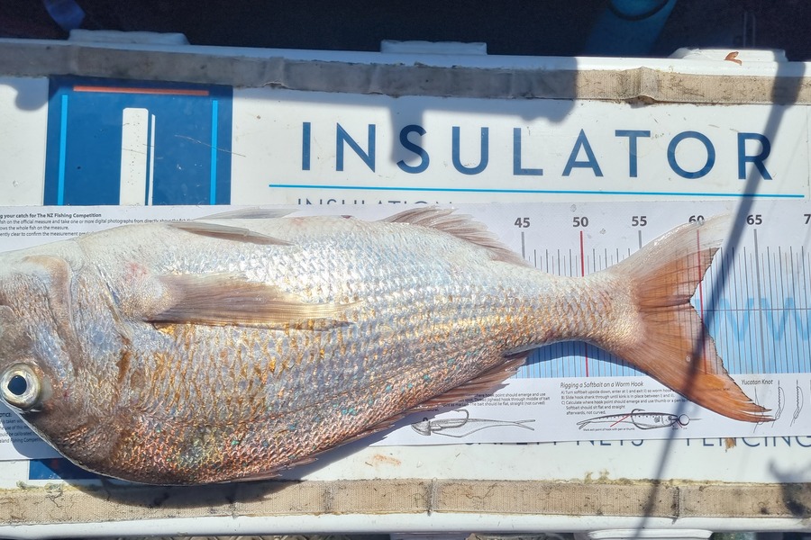 Gareth Halliburton caught this 59.0cm Snapper at Mercury Islands during The Export NZ Fishing Competition