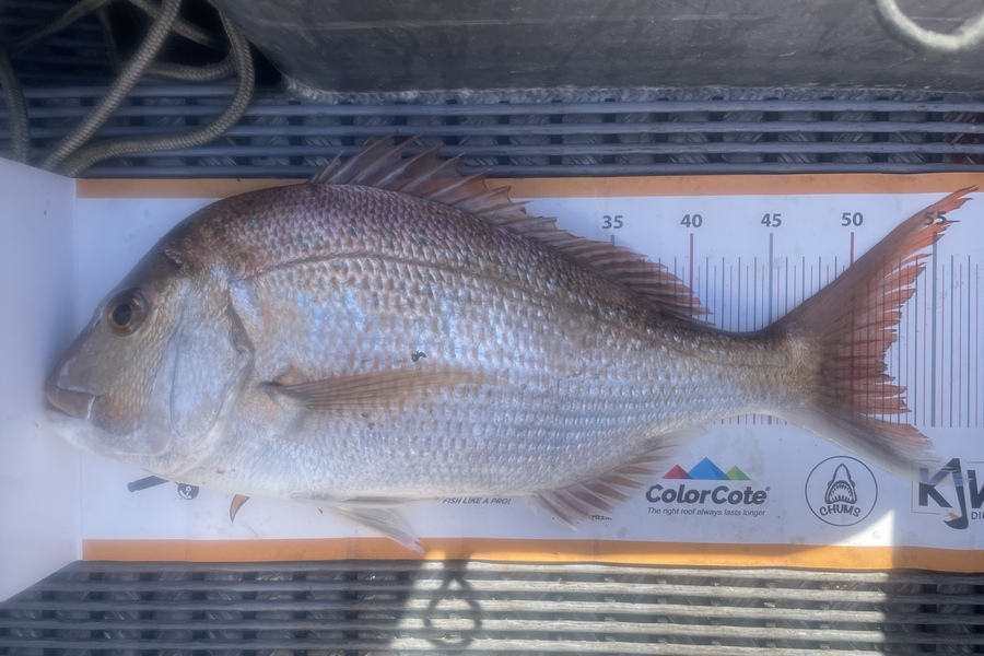 Steve Haines caught this 52.0cm Snapper at Kaipara  during The Export NZ Fishing Competition