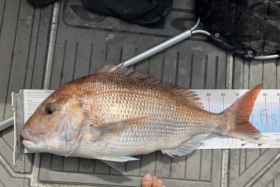 Tim  Kolk caught this 73.5cm Snapper at Tasman Bay during The Export NZ Fishing Competition
