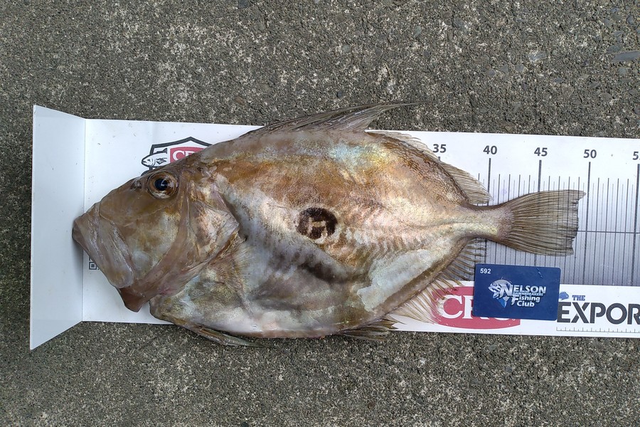 Razel Parsons caught this 49.0cm John Dory at Tasman Bay during The Export NZ Fishing Competition