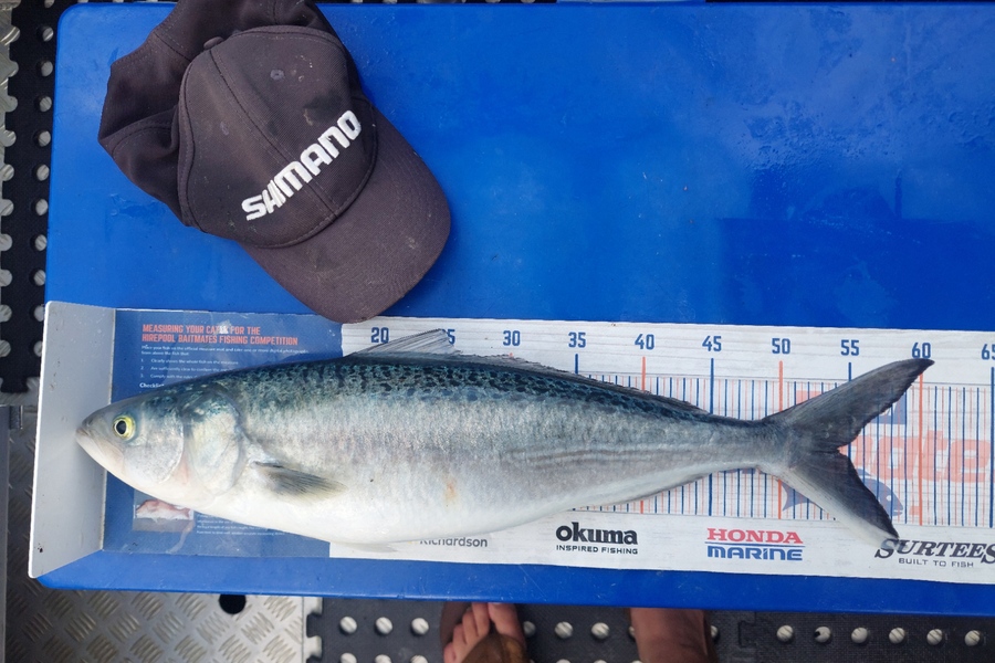 Barry  Howard caught this 54.0cm Kahawai at Hauraki Gulf during The Export NZ Fishing Competition