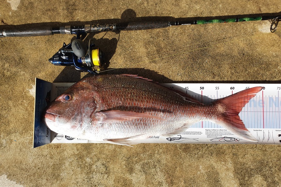 Graeme Mckay caught this 61.5cm Snapper at Gisborne during The Export NZ Fishing Competition