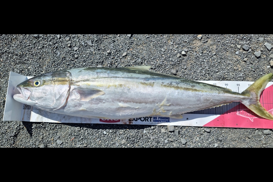 Andrew  Graham  caught this 103.5cm Kingfish at Port Charles during The Export NZ Fishing Competition