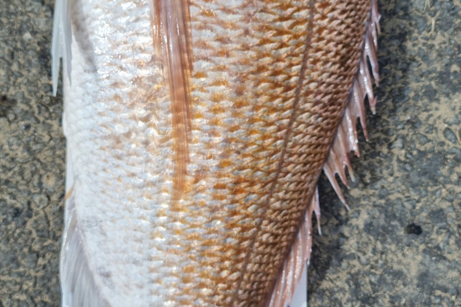 Andrew  Graham  caught this 71.0cm Snapper at Great Barrier during The Export NZ Fishing Competition