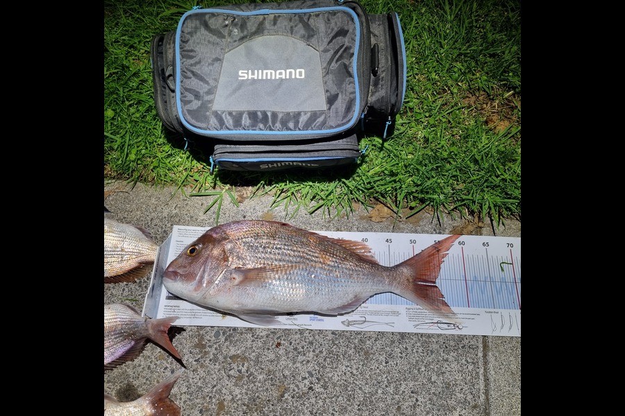 Steve Bryan caught this 54.0cm Snapper at New Plymouth during The Export NZ Fishing Competition