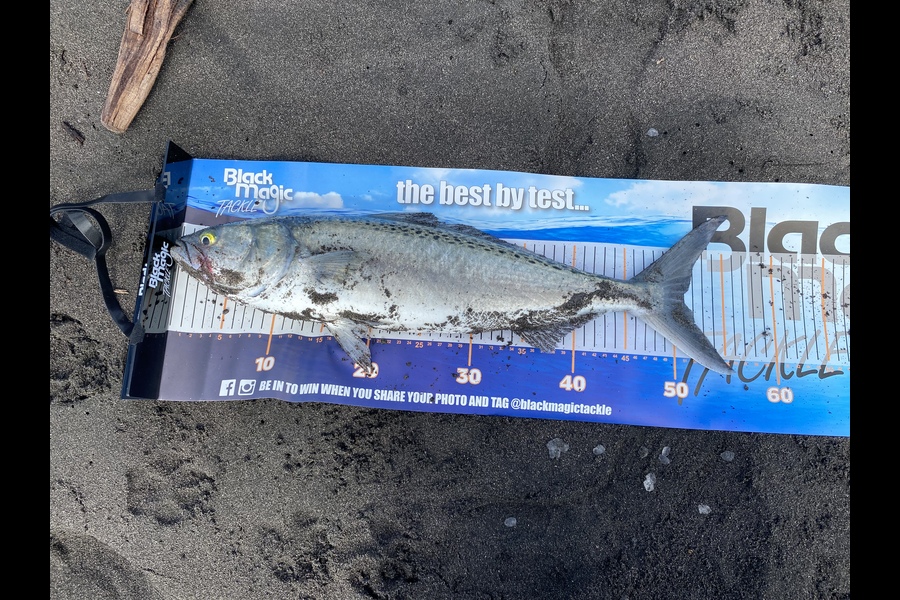 Lyndon  Keat caught this 51.0cm Kahawai at Komane road  during The Export NZ Fishing Competition