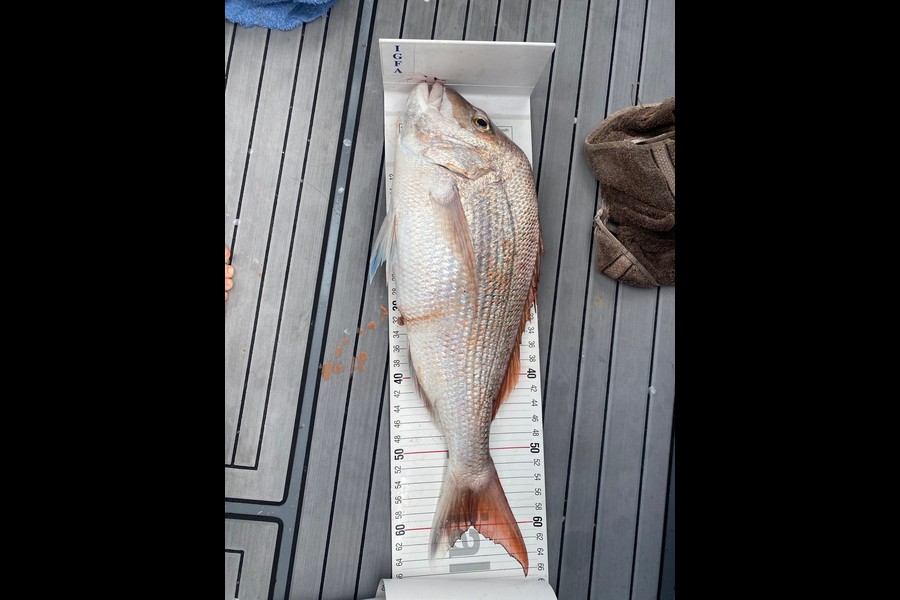 Trish Kolk caught this 60.0cm Snapper at Mototi Island during The Export NZ Fishing Competition