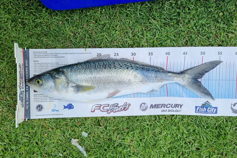 Cameron Chow caught this 49.0cm Kahawai at Tauranga  during The Export NZ Fishing Competition