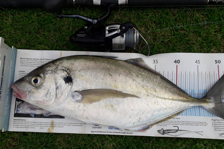 Doug Batchelor  caught this 50.0cm Trevally at Bay of Plenty  during The Export NZ Fishing Competition