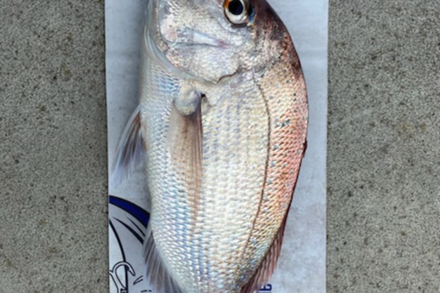 Mark Ray caught this 39.0cm Snapper at Bop during The Export NZ Fishing Competition
