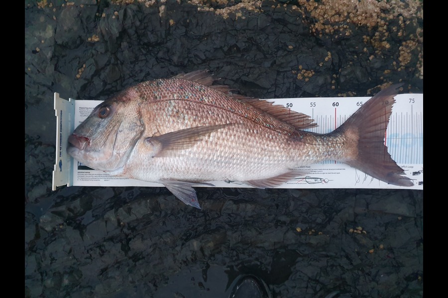 Samuel Singh caught this 69.5cm Snapper at Great barrier island during The Export NZ Fishing Competition
