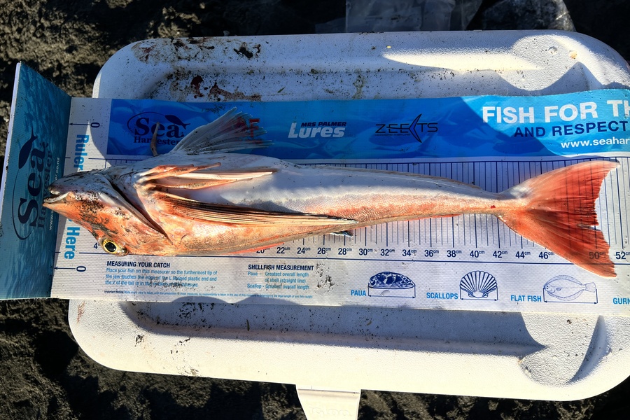 Stacey Anthony caught this 50.0cm Gurnard at Ocean beach wairapa  during The Export NZ Fishing Competition