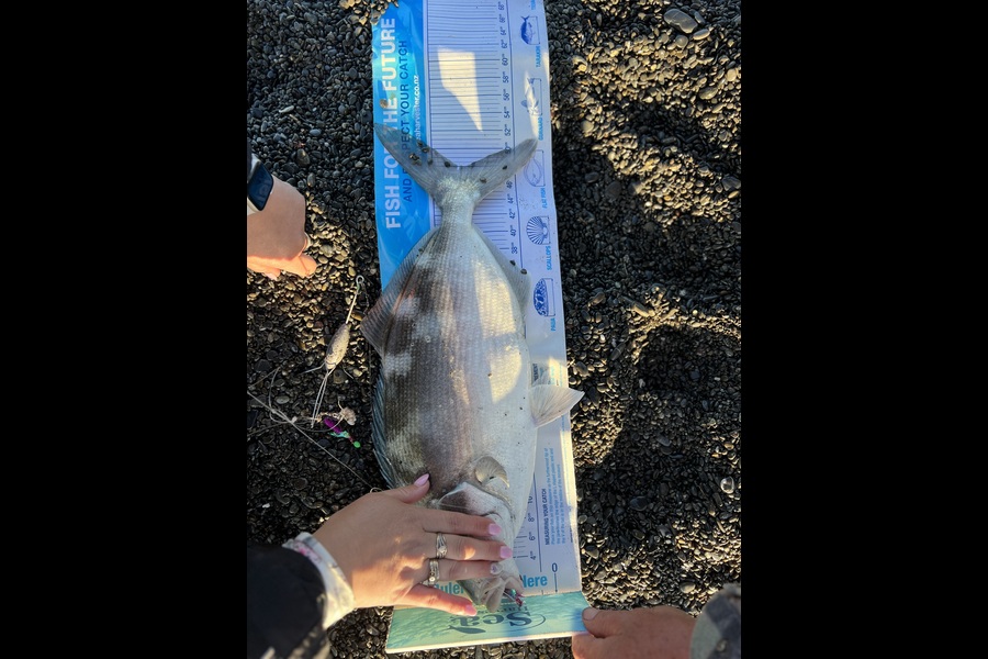 Stacey Anthony caught this 48.0cm Blue Moki at Whangaimoana beach wairapa during The Export NZ Fishing Competition