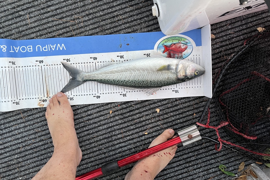 Steve Worthington caught this 49.0cm Kahawai at Bream Bay during The Export NZ Fishing Competition