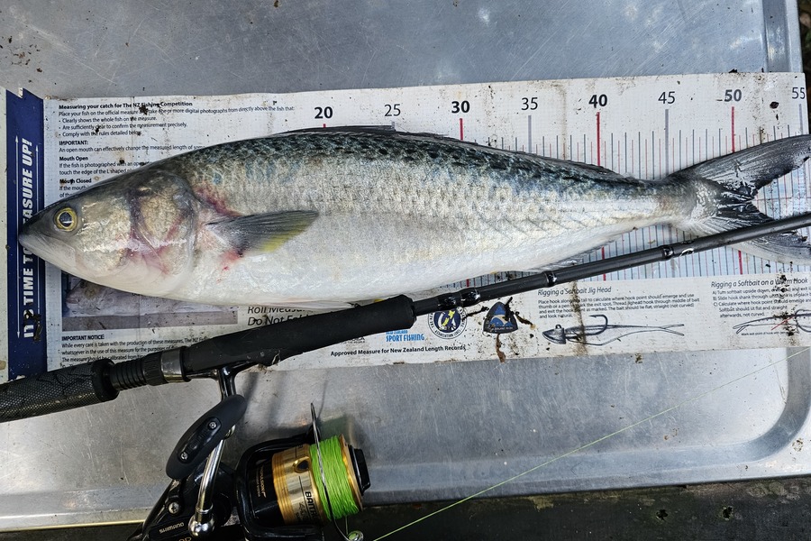 Joshua  Davis  caught this 51.0cm Kahawai at Waiheke during The Export NZ Fishing Competition