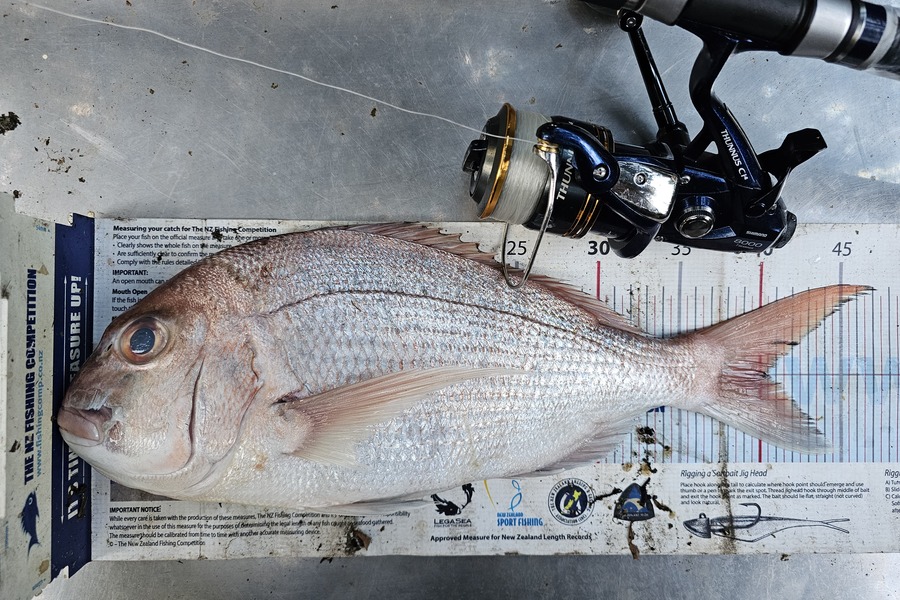 Joshua  Davis  caught this 40.5cm Snapper at Waiheke during The Export NZ Fishing Competition