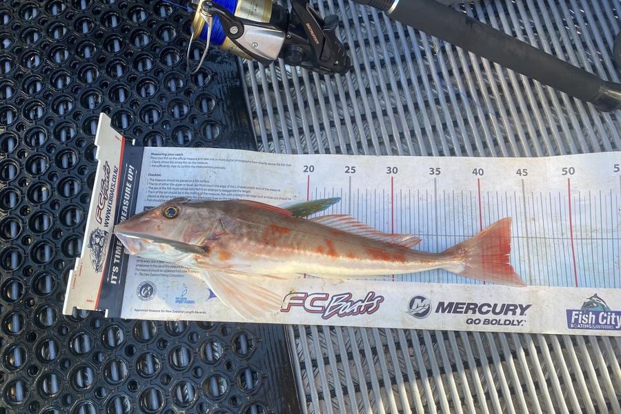 Shane Humberstone  caught this 42.5cm Gurnard at Kawhia  during The Export NZ Fishing Competition