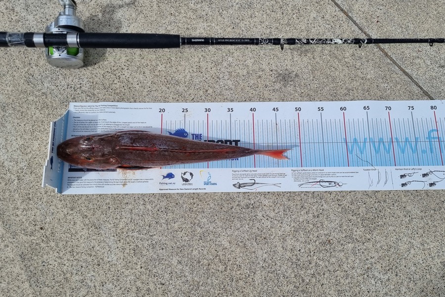 Steve Bryan caught this 45.5cm Gurnard at New Plymouth during The Export NZ Fishing Competition