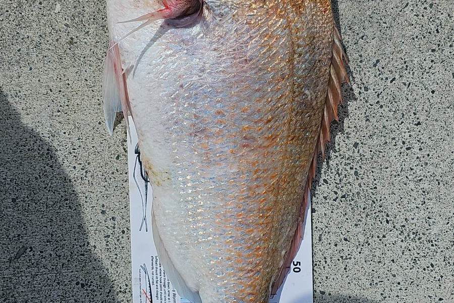 Jonathon Hargreaves caught this 70.0cm Snapper at Little Barrier during The Export NZ Fishing Competition