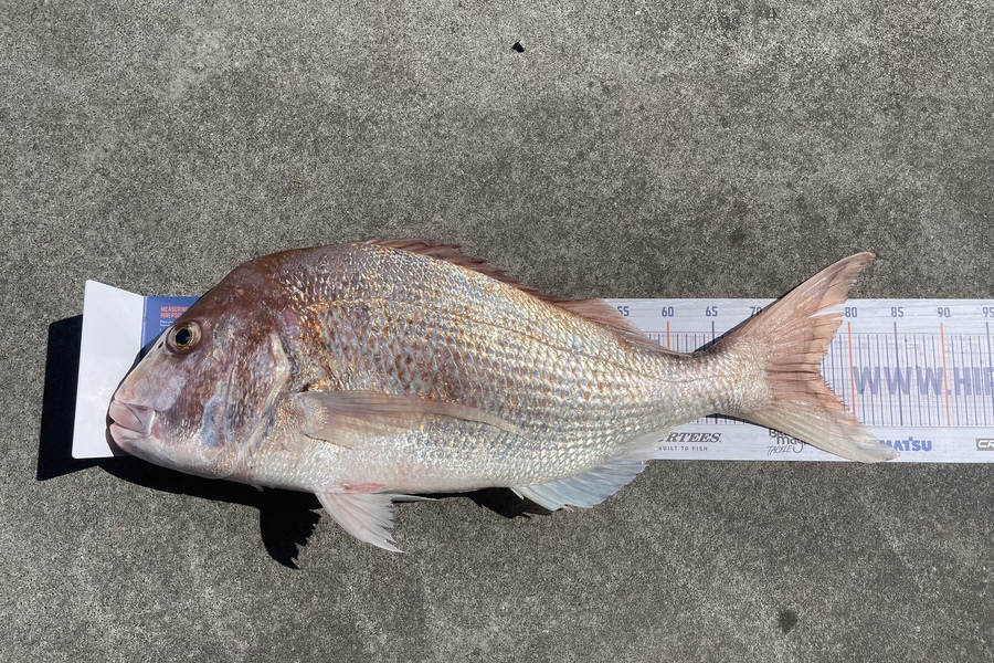 Ethan Legend Vanxay caught this 76.5cm Snapper at Raglan during The Export NZ Fishing Competition