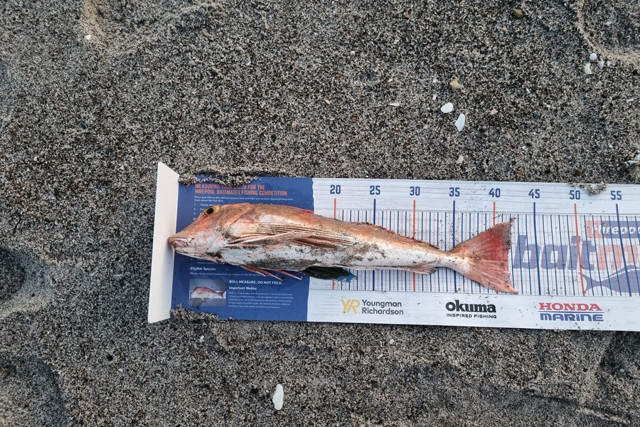 Michael Brown caught this 41.5cm Gurnard at Bop during The Export NZ Fishing Competition