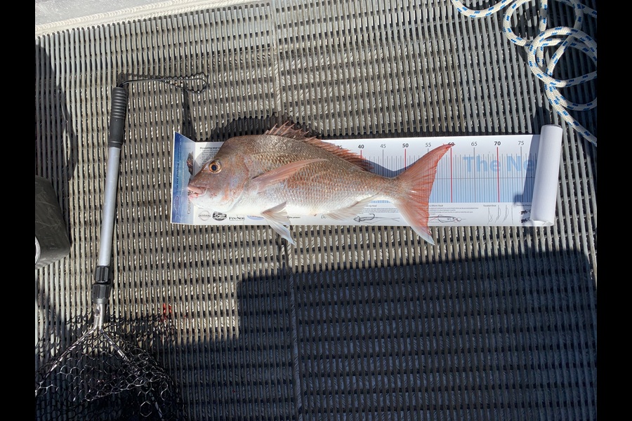 Bruce Peden caught this 55.0cm Snapper at kawau is during The Export NZ Fishing Competition