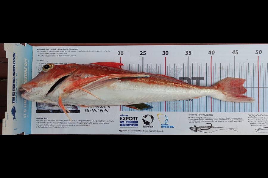 Michael Hendriks caught this 46.5cm Gurnard at Kaikoura  during The Export NZ Fishing Competition