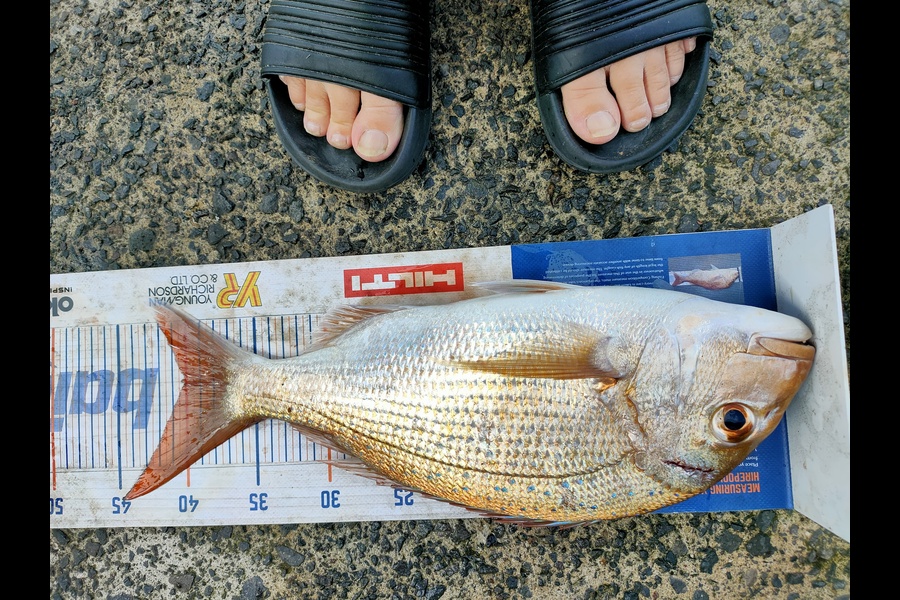 Janine Cornelder caught this 40.0cm Snapper at Tauranga during The Export NZ Fishing Competition
