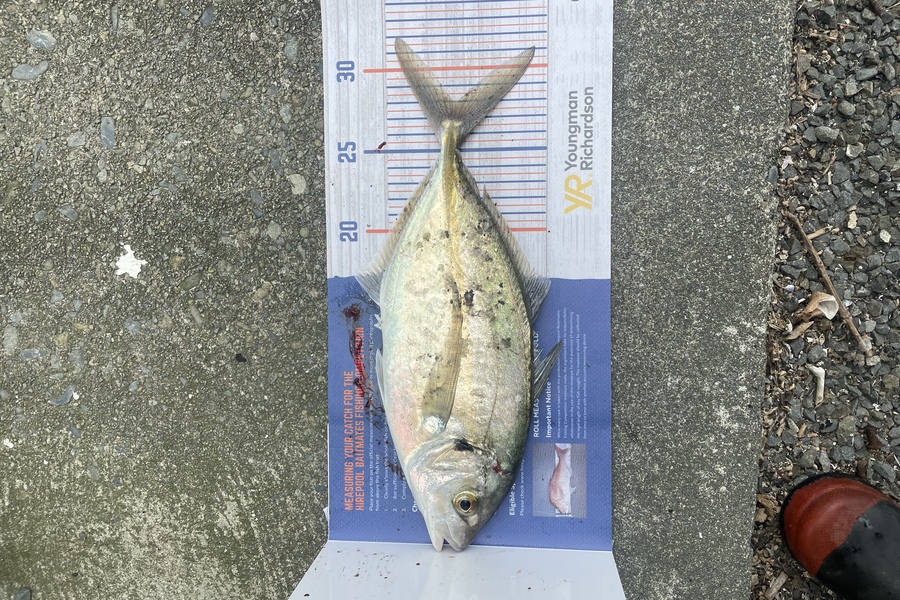 Kieran Daly caught this 28.0cm Trevally at Wellington  during The Export NZ Fishing Competition