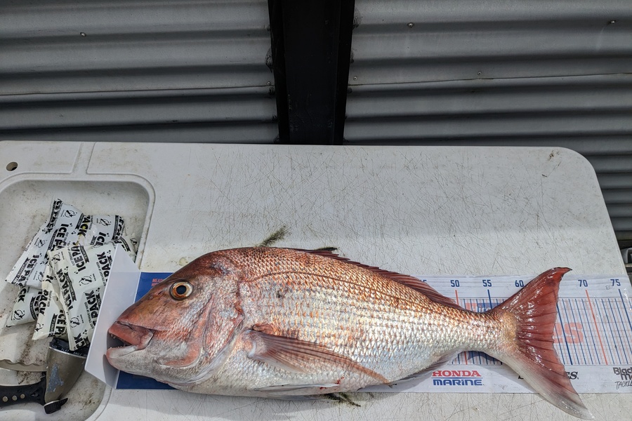 Liam Ireton caught this 63.0cm Snapper at Bay of Plenty during The Export NZ Fishing Competition