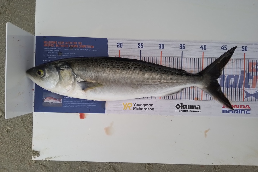 William Samson caught this 43.0cm Kahawai at Rangiputa Harbour  during The Export NZ Fishing Competition