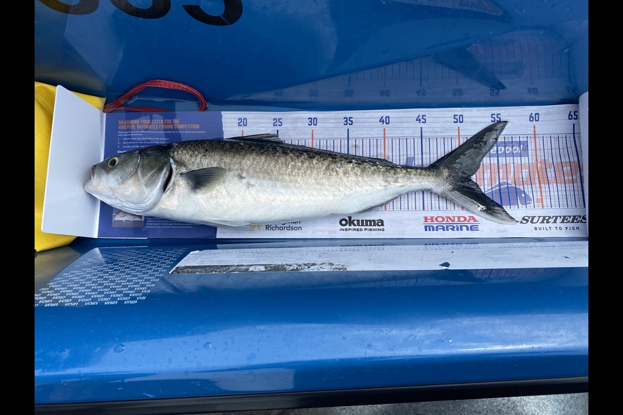 Mathieson Cory caught this 51cm Kahawai at Townpoint  during The Export NZ Fishing Competition