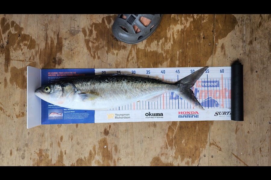 Myles Carson caught this 49.0cm Kahawai at Kapiti  during The Export NZ Fishing Competition