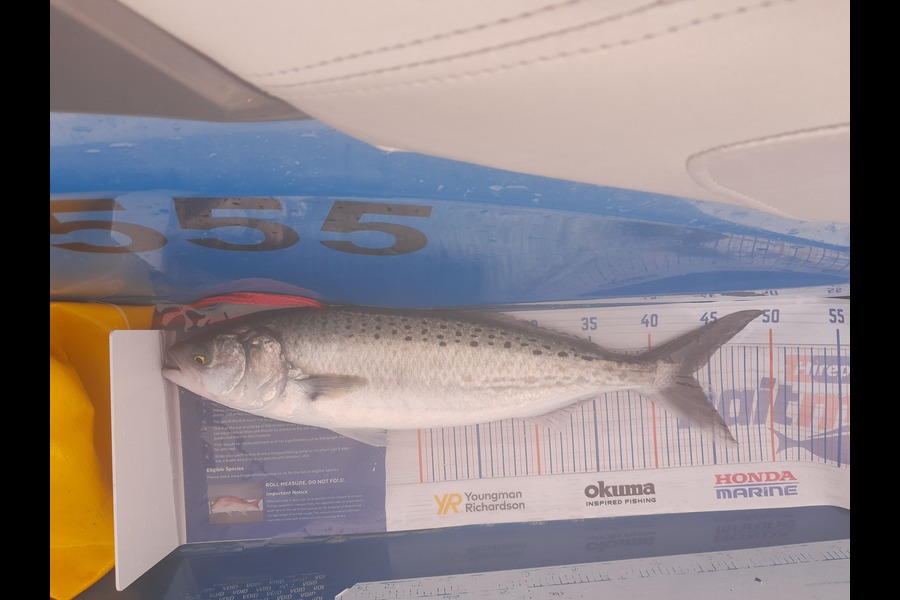 Karl Cochrane caught this 43.0cm Kahawai at Maketu during The Export NZ Fishing Competition