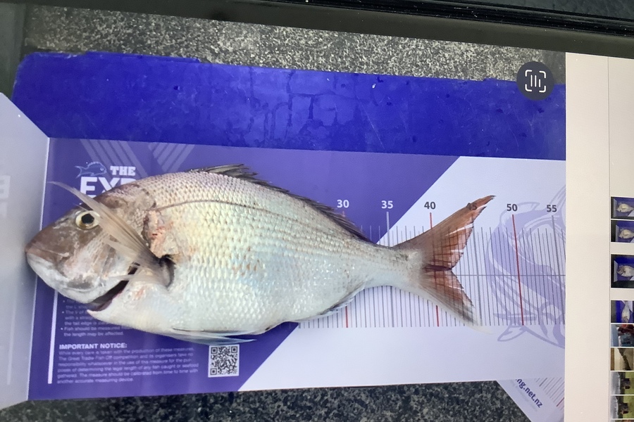 Michelle Reddall caught this 42.0cm Snapper at Wellington Harbour during The Export NZ Fishing Competition